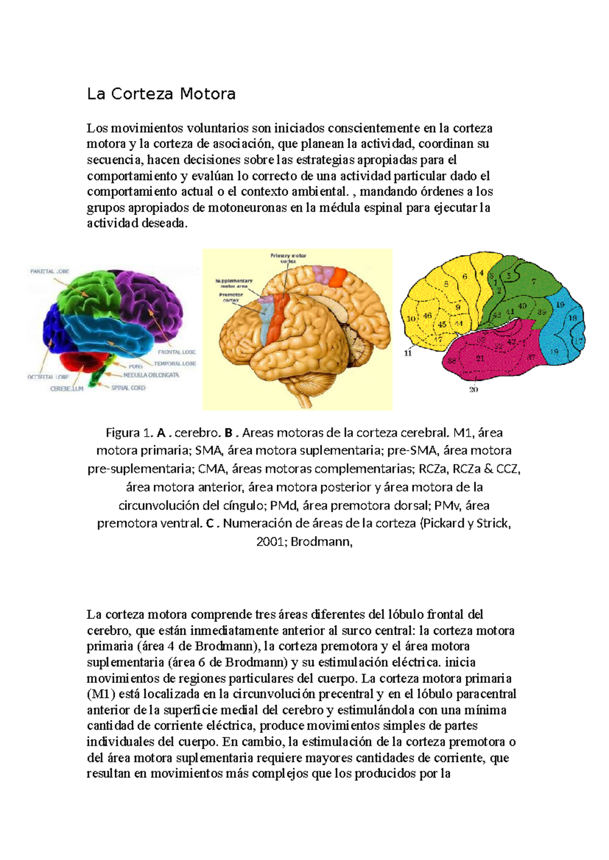 Corteza motora - La Corteza Motora Los movimientos voluntarios son ...