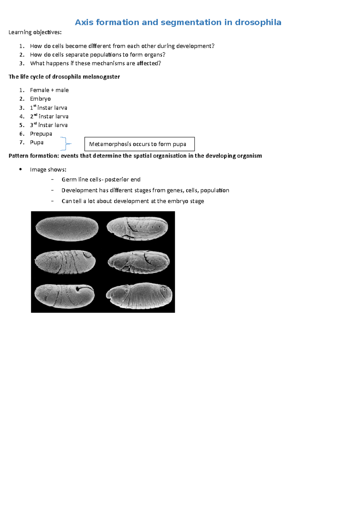 3. Lecture 3&4 Notes Axis formation and segmentation in drosophila Learning objecives How do