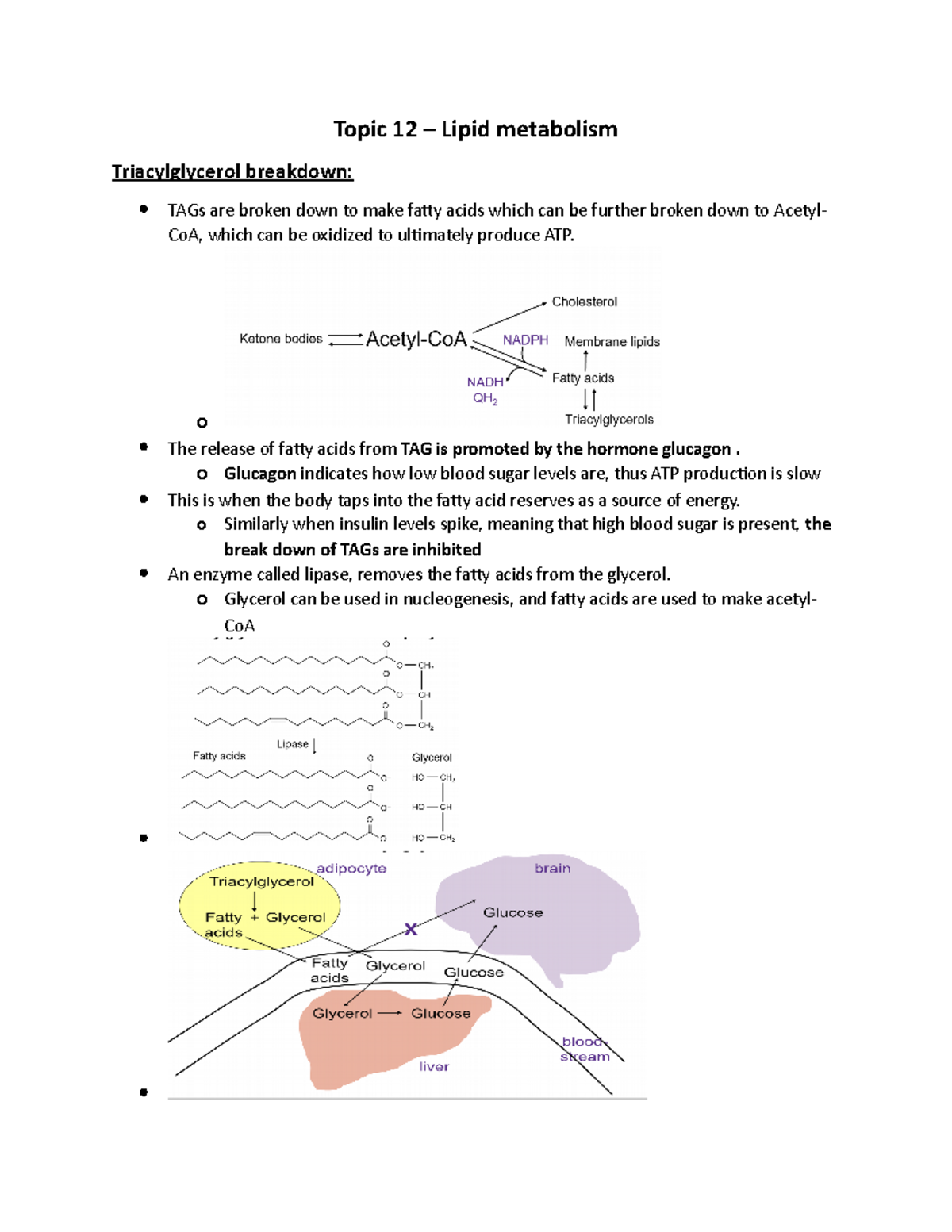 Topic 12 Lipids Lecture notes 12 Topic 12 Lipid metabolism Triacylglycerol breakdown