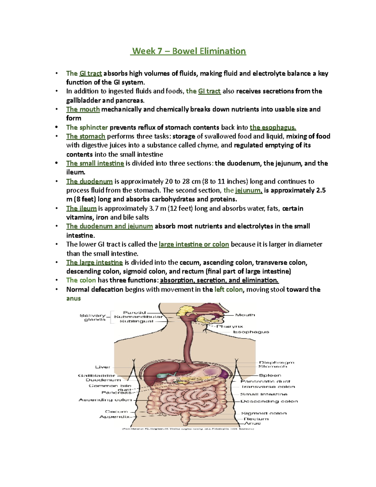 Bowel Chapter Notes - Week 7 – Bowel Elimination The GI Tract Absorbs ...