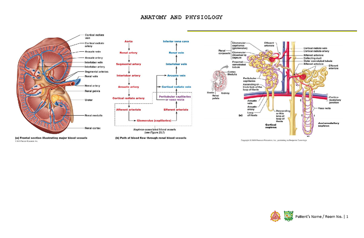 Anatomy and Physiology of Hyperkalemia - ANATOMY AND PHYSIOLOGY ...