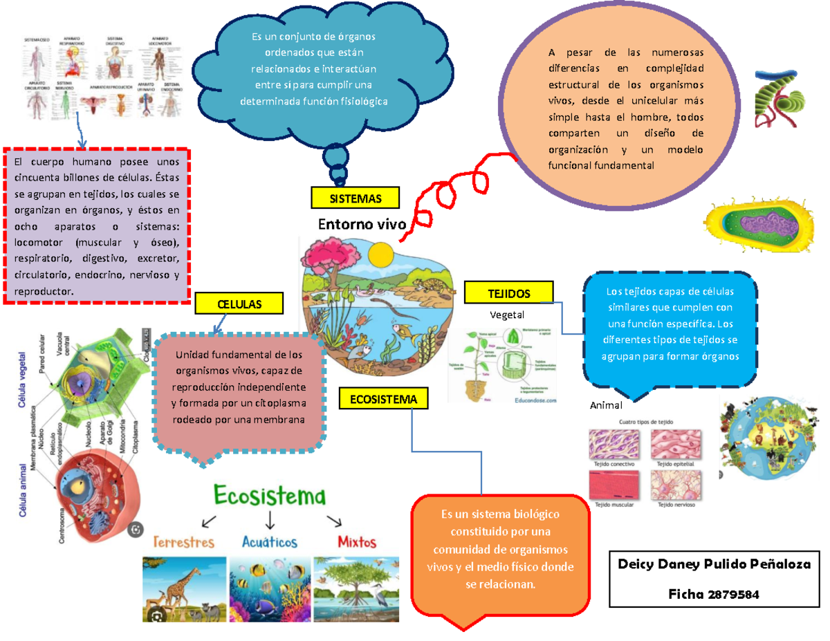MAPA Mental - ECOSISTEMA Entorno vivo A pesar de las numerosas ...