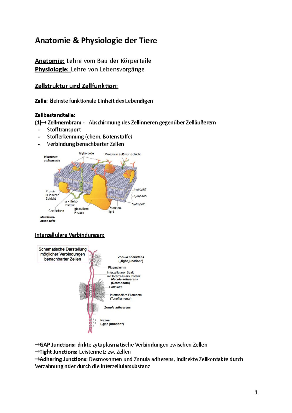 Anatomie und Physiologie Zusammenfassung - Anatomie Physiologie der