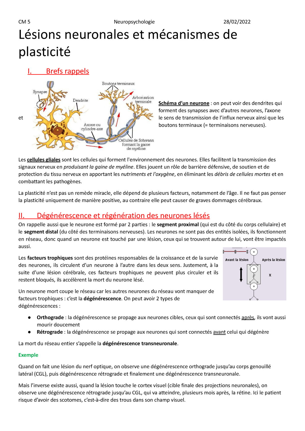 5.Neuropsychologie - Lésions Neuronales Et Plasticité 2 - Lésions ...