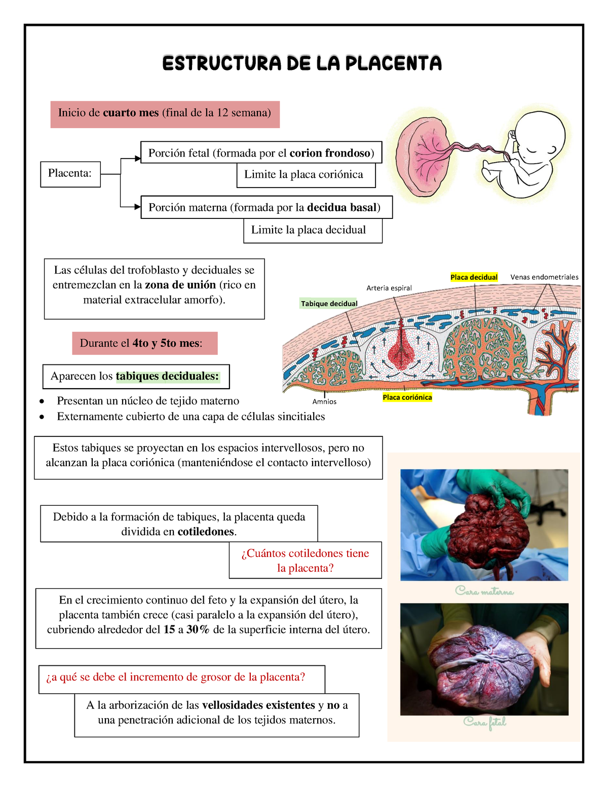 Estructura De La Placenta Inicio De Cuarto Mes Final De La 12 Semana Placenta Porción Fetal 6947