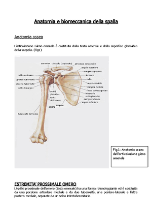 Anatomia E Biomeccanica Della Spalla Medicina Interna 608098 Studocu