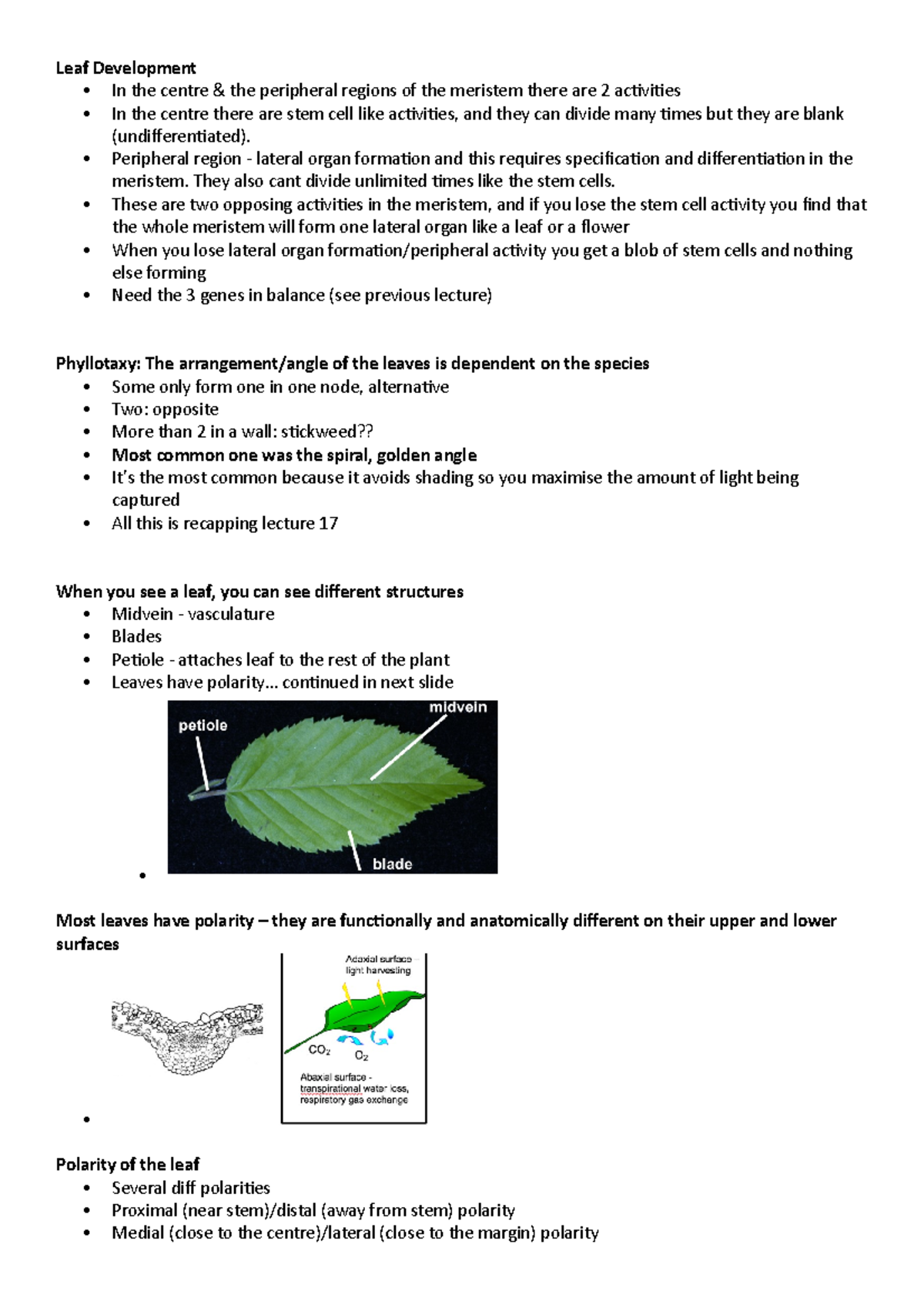 Leaf Development - Lecture 18 DEVO - Leaf Development In the centre ...