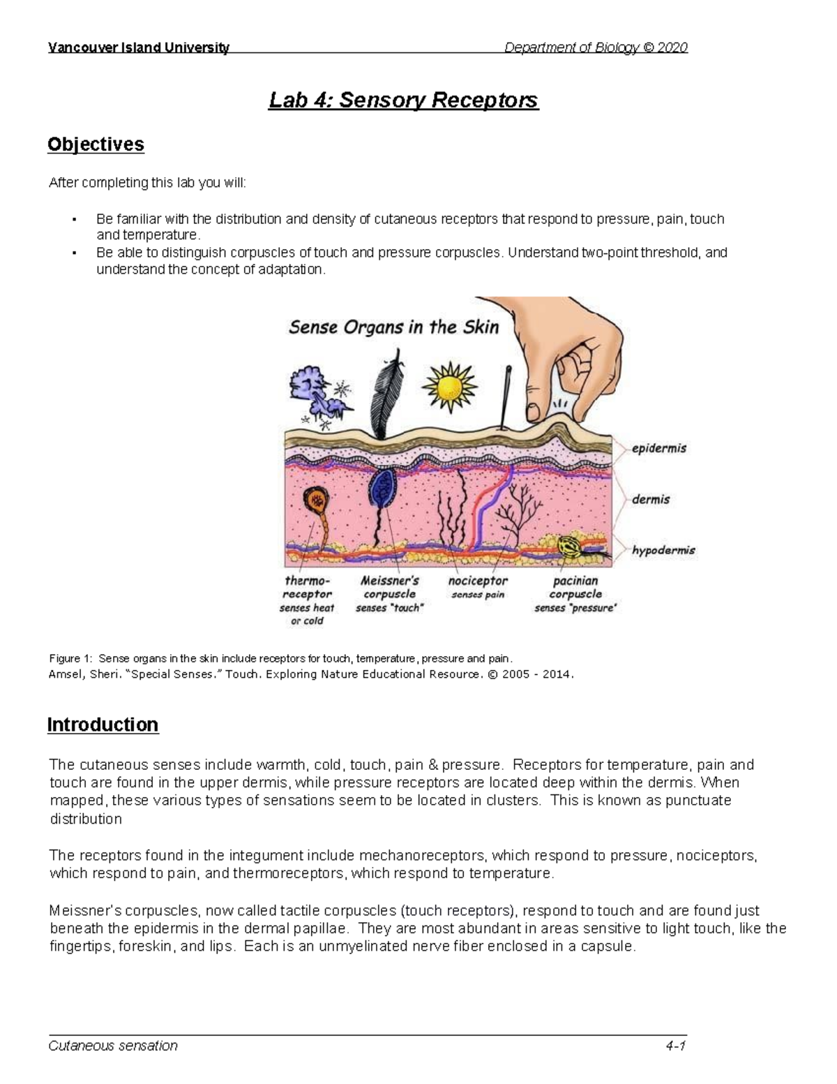 Lab 4 Sensory Receptor Supplement 2020 Lab 4 Sensory Receptors Objectives After Completing