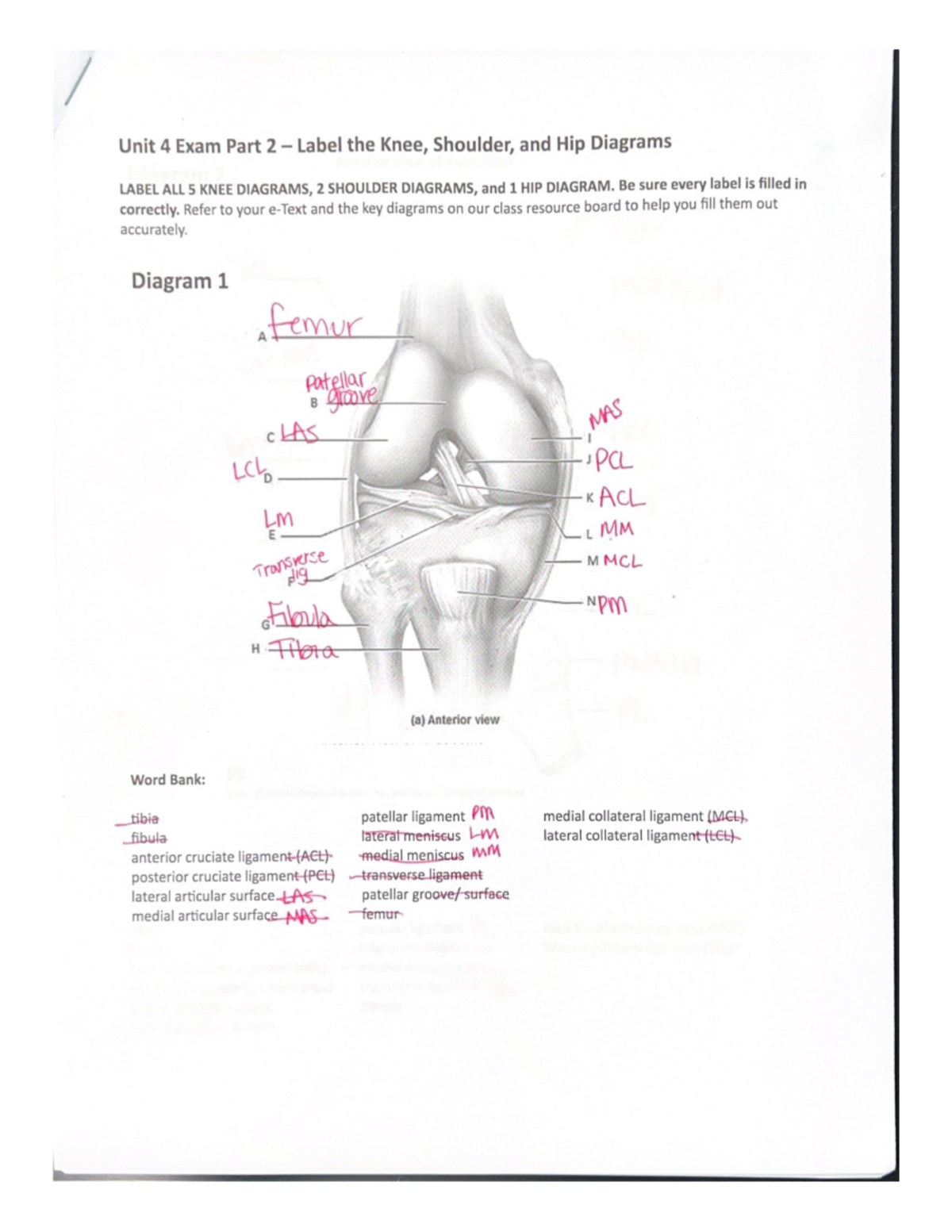 Unit 4 Exam Part 2 - Label the Knee, Shoulder, and Hip Diagrams - Be ...