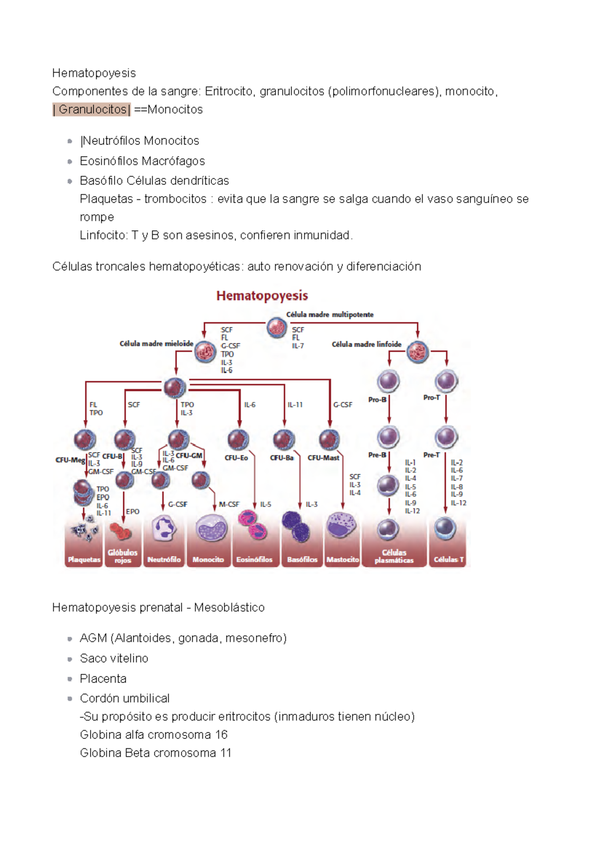 Hematopoyesis- Apuntes Básicos - Hematopoyesis Componentes De La Sangre ...