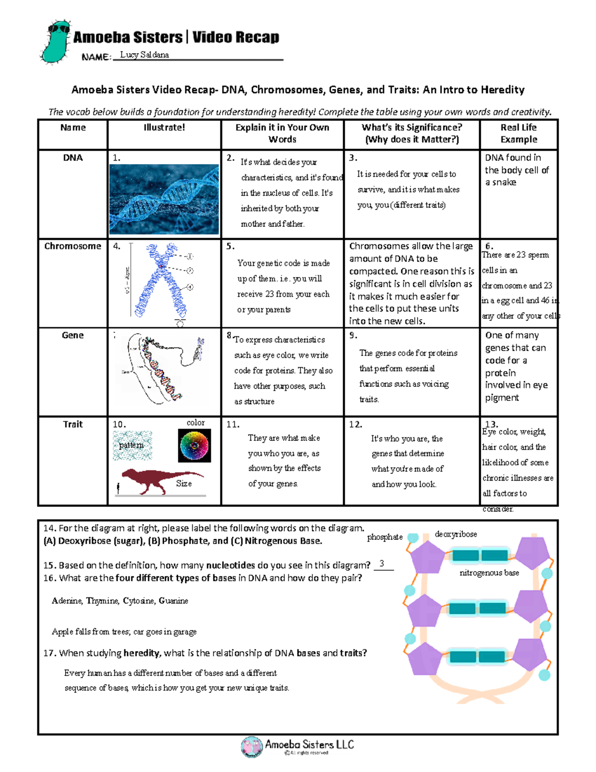 wok for class ok - Amoeba Sisters Video Recap- DNA, Chromosomes, Genes ...