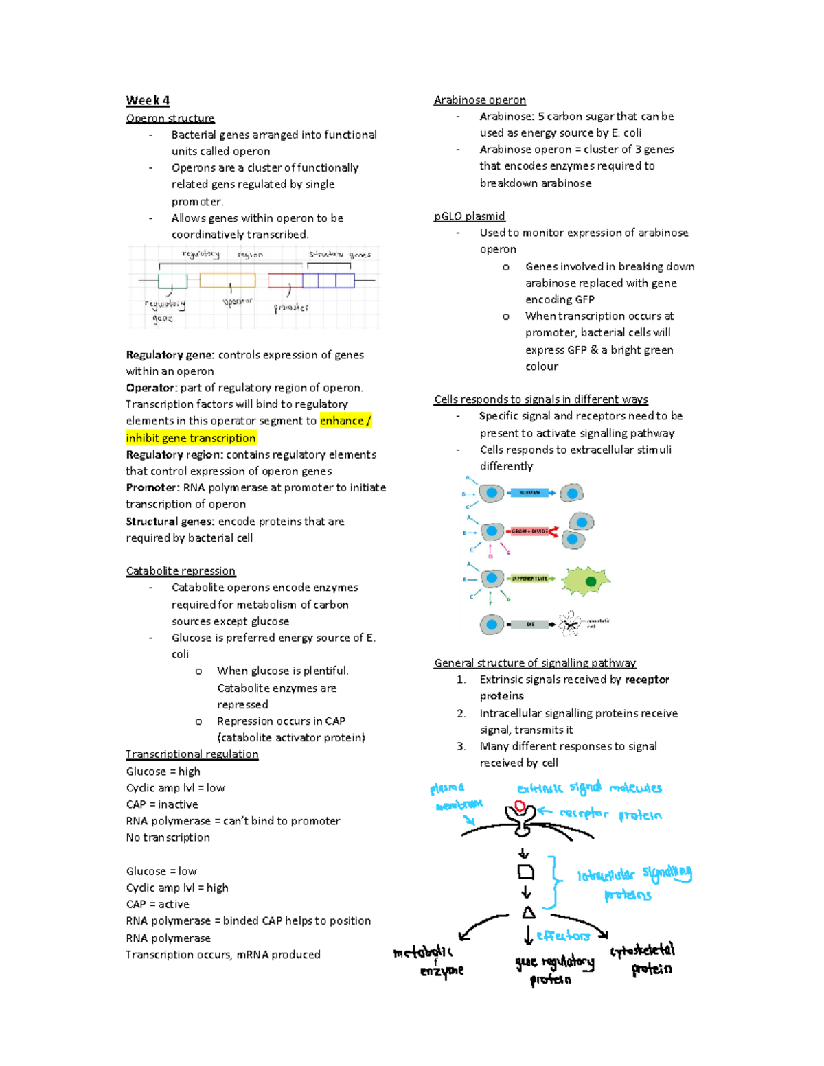 Mcb theme quiz 3 notes - Week 4 Operon structure - Bacterial genes ...