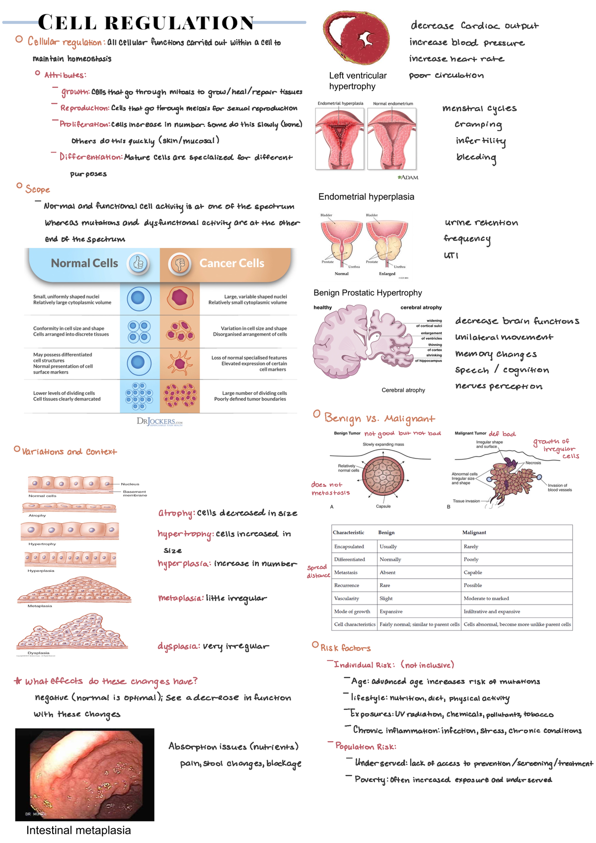 Nrs 325 Exam 1 Notes - Cell Regulation and Immunity - decrease cardiac ...