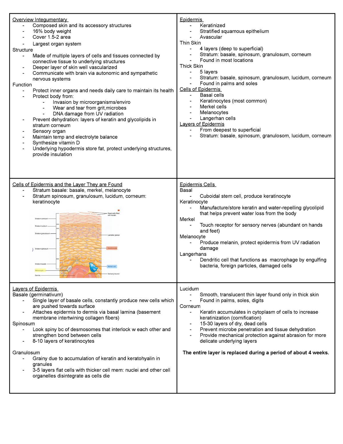 essay about the skin