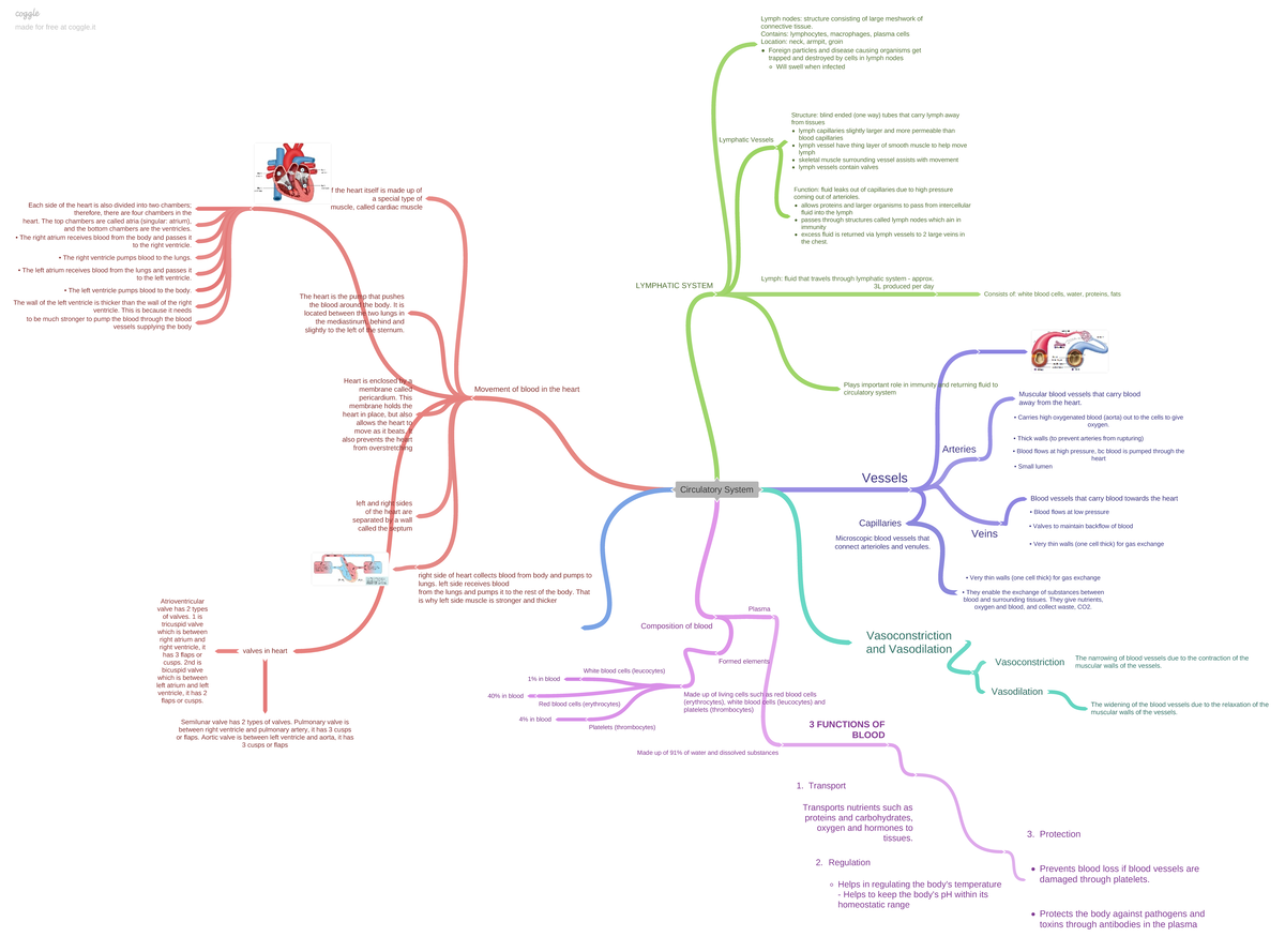 11 Aehby - Circulatory System mind map - Circulatory System Movement of ...