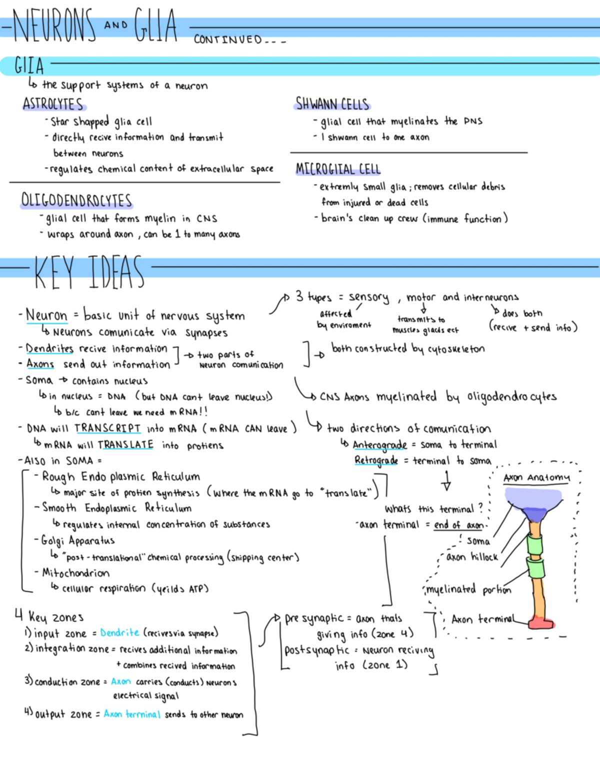 Neurons and glia 2 - Handwritten class notes of the second chapter ...
