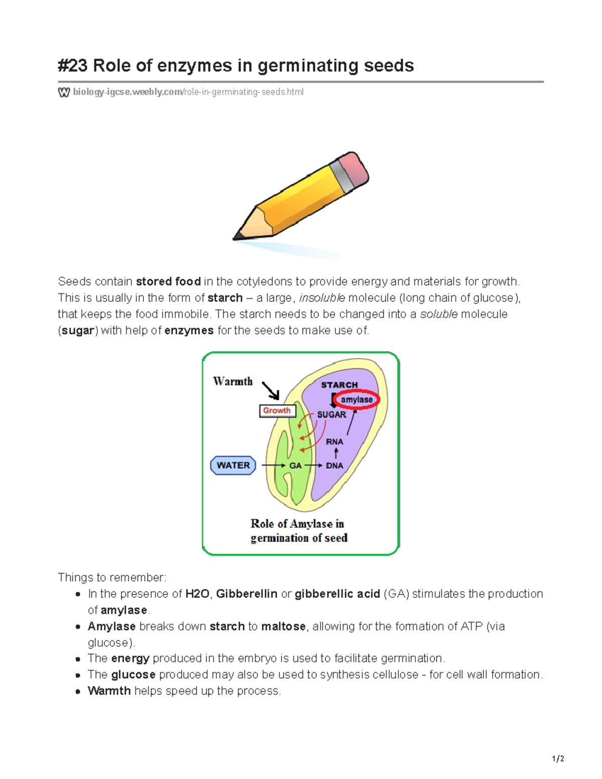 Role of enzymes in germinating seeds 1