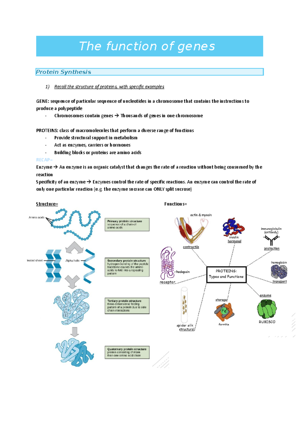 Topic 2- The function of genes - The function of genes Protein ...