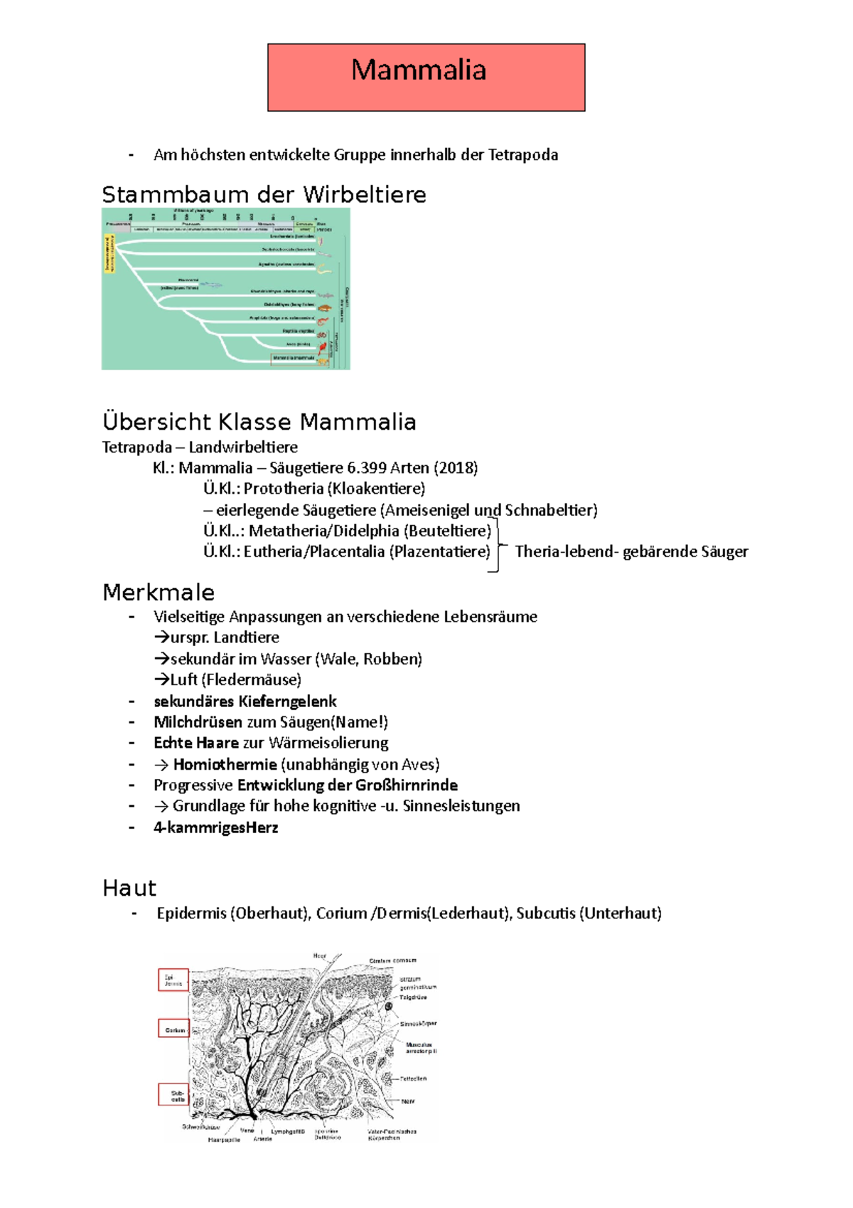 Mammalia (Systematik, Aufbau Extern, Intern, Exkretion, Fortpflanzung