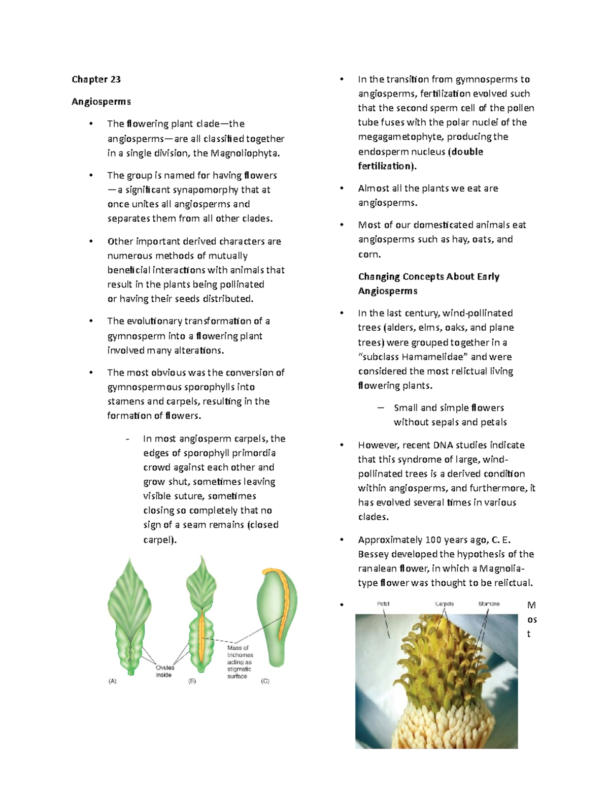 Angiosperms - Chapter 23 Angiosperms The flowering plant clade—the ...