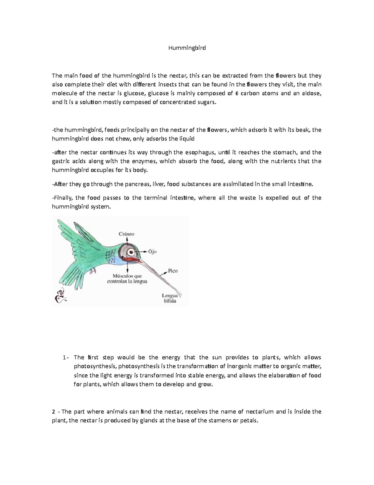 Life science, humminbird - Hummingbird The main food of the hummingbird ...