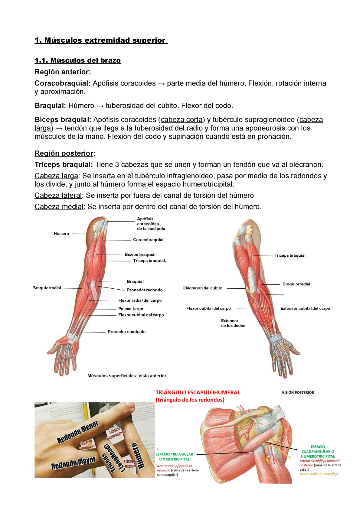 Músculos. Extremidad Superior - Músculos Extremidad Superior Músculos ...