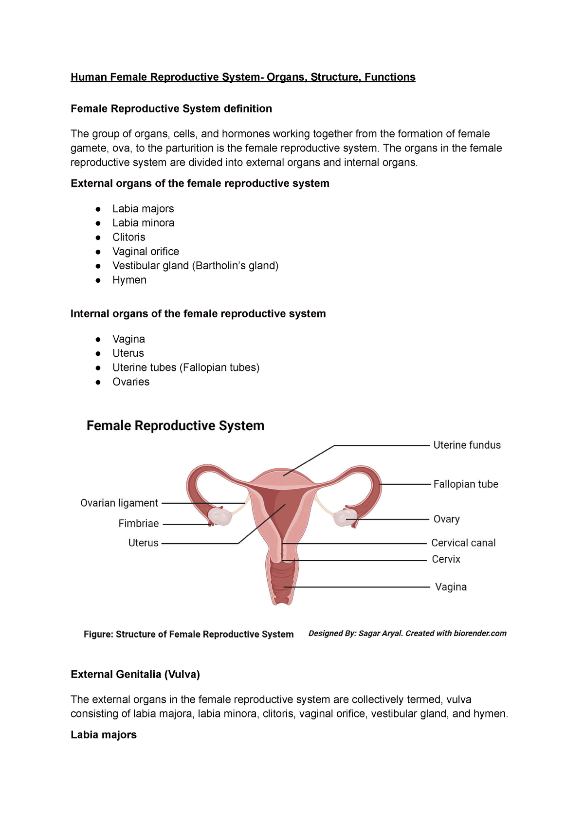 Human Female Reproductive System: Organs, Structure, Functions