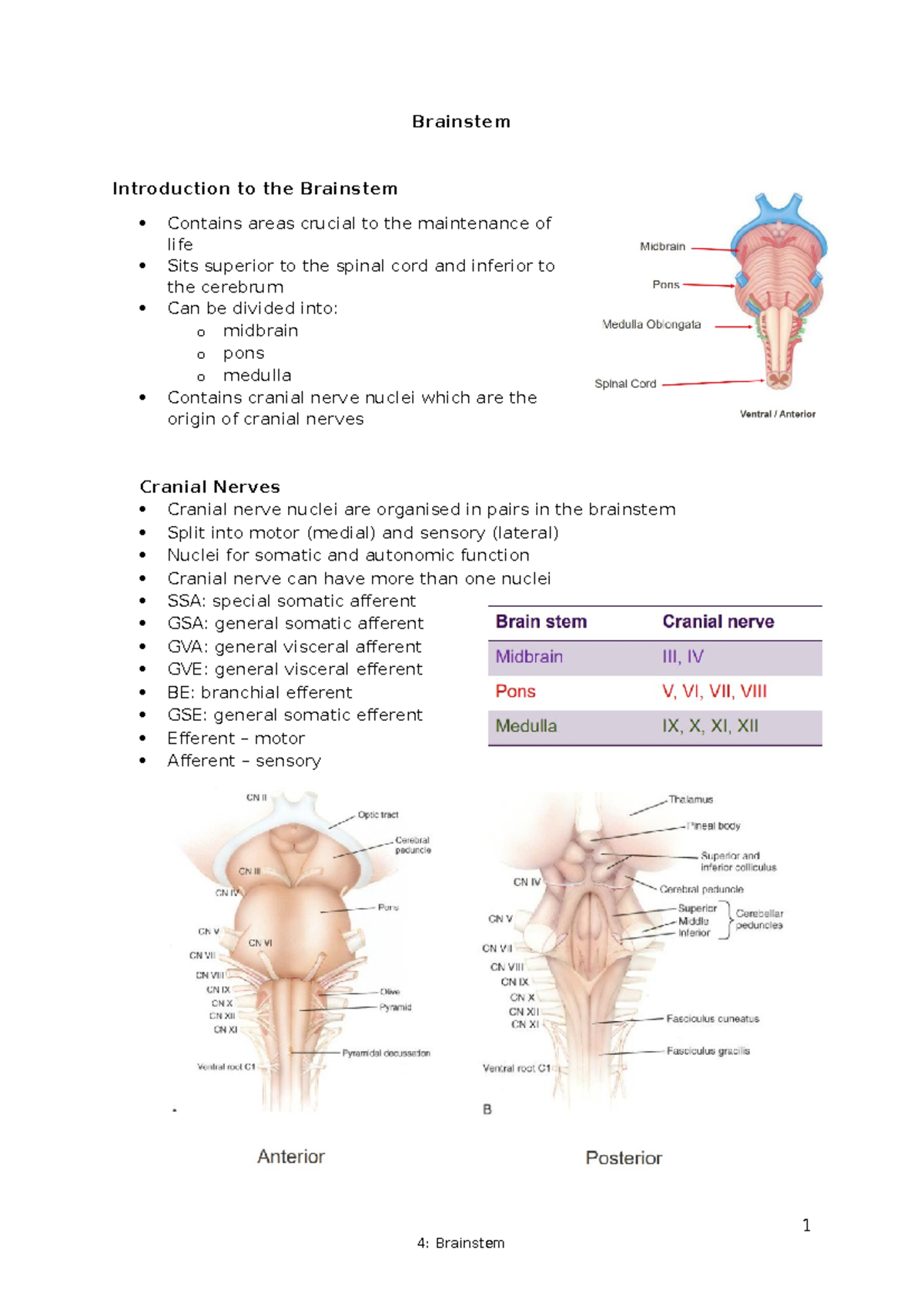 4- Brainstem - lecture notes - Brainstem Introduction to the Brainstem ...