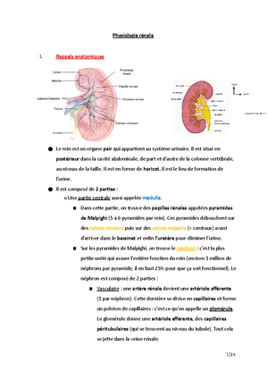 Cours Complet D'anatomie Descriptive L1 STAPS - Anatomie Descriptive L ...