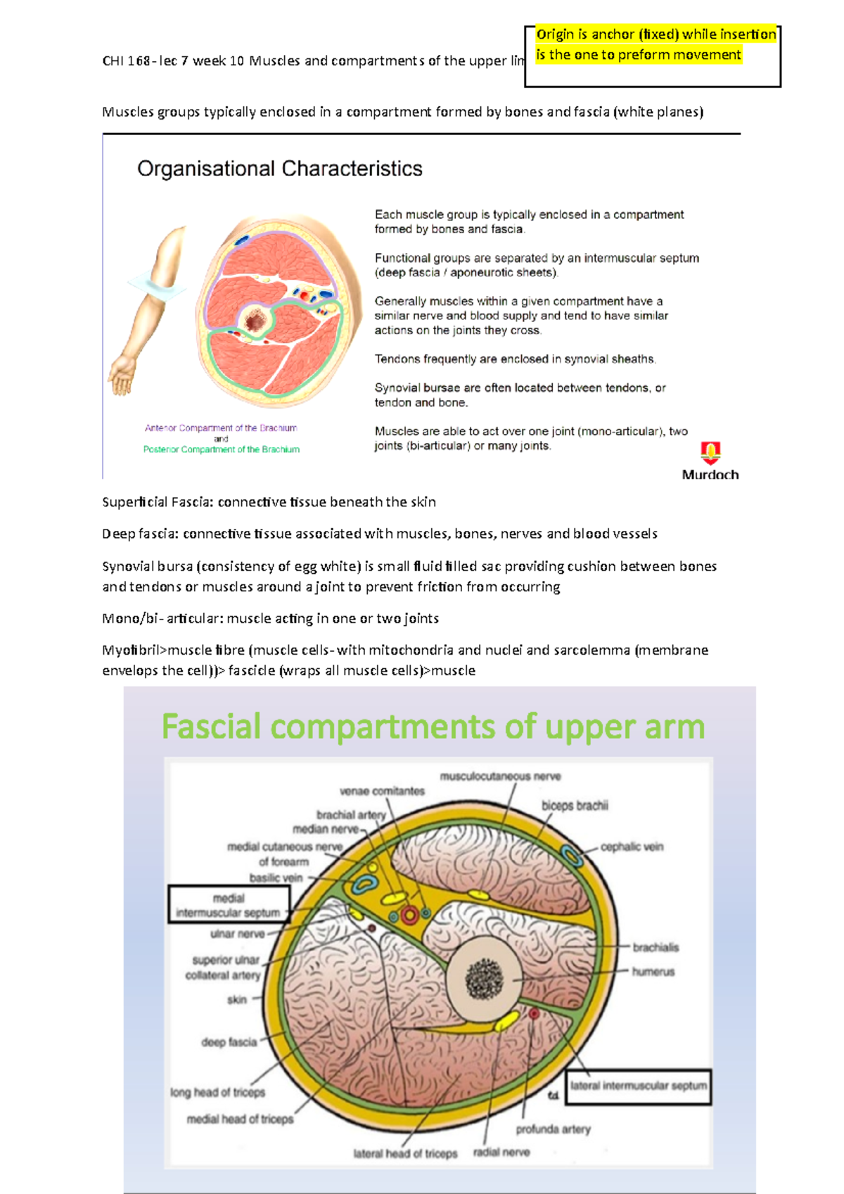 CHI 168- lec 7 week 10 muscle and compartments of upper limb - CHI 168 ...