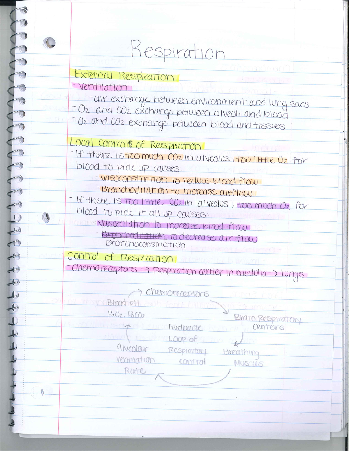 Bio 251 Respiration Lab Notes - Biology 251 - Studocu