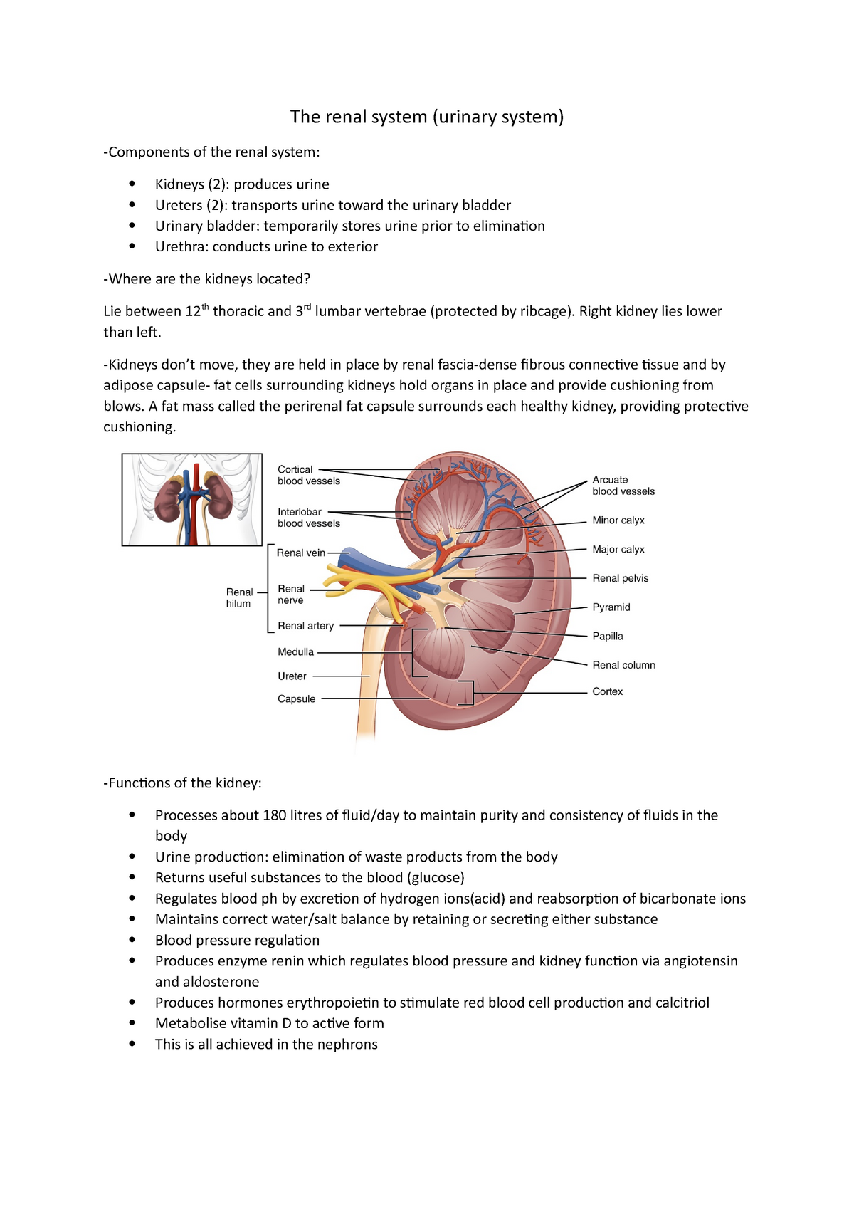 The renal system - Right kidney lies lower than left. -Kidneys don’t ...