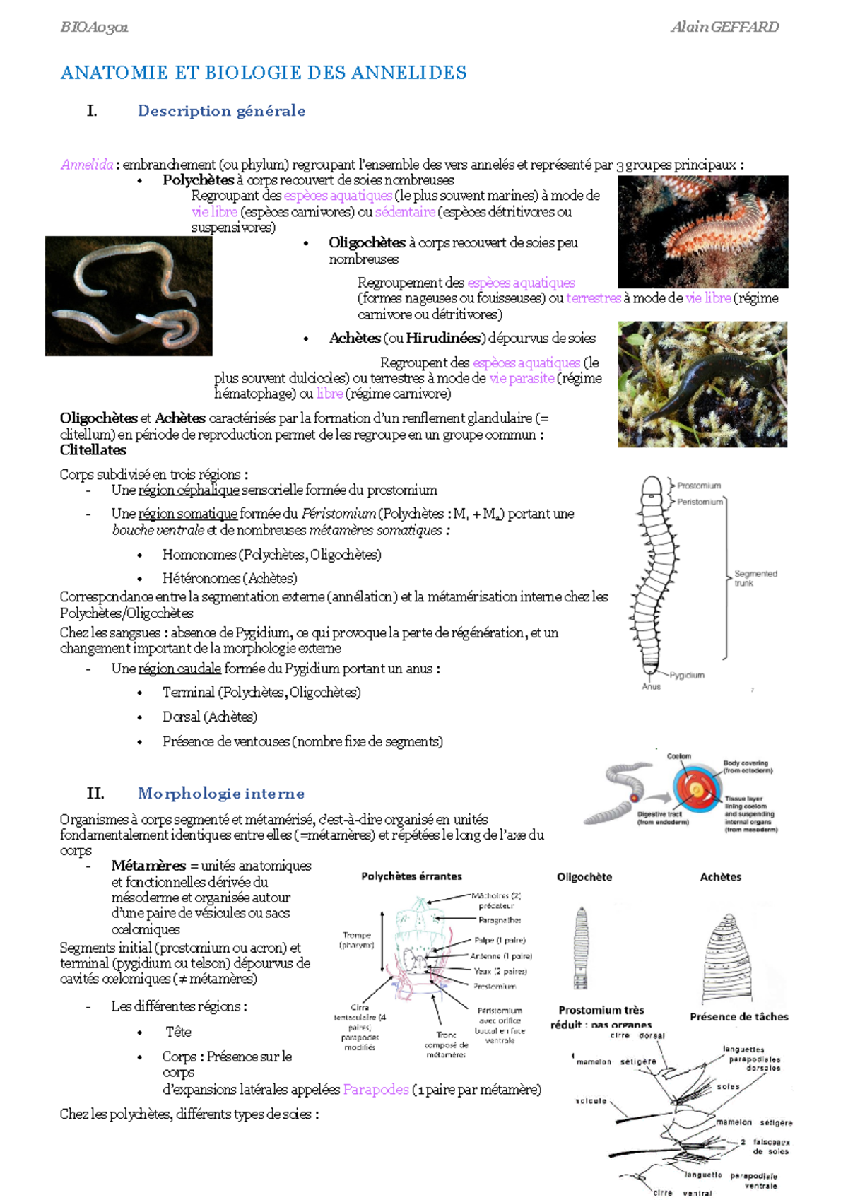 BIOA0301 Les Annélides - Alain Geffard - ANATOMIE ET BIOLOGIE DES ...