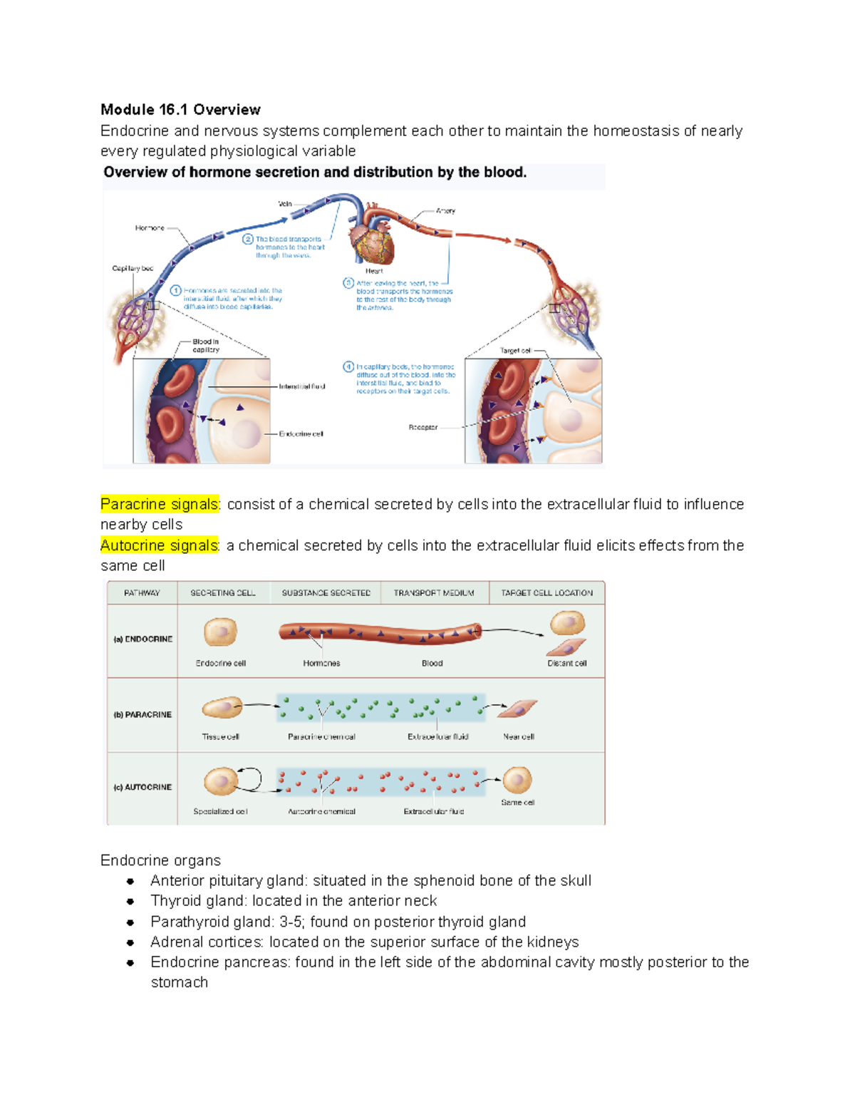 Chapter 16 The Endocrine System - Module 16 Overview Endocrine And ...