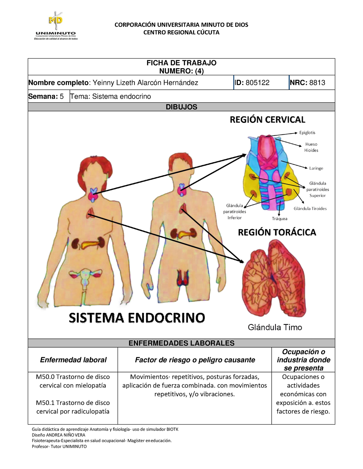 Yeinny sistema endocrino GuÌa didctica de aprendizaje AnatomÌa y fisiologÌa uso de