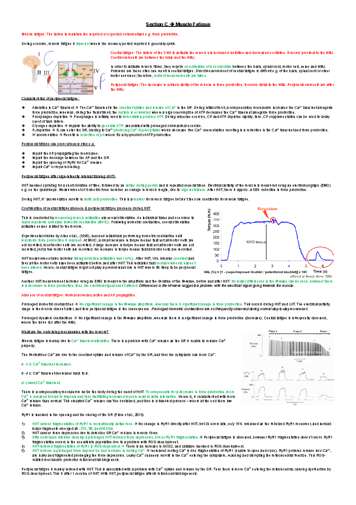 Muscle fatigue thesis 02 image