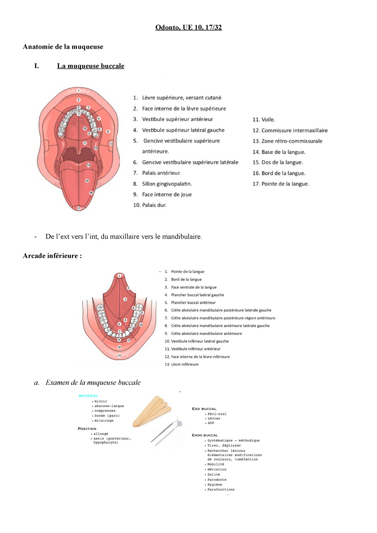 17 Muqueuse Buccale Synthèse Odonto Ue 10 17 Anatomie De La Muqueuse I La Muqueuse 4468