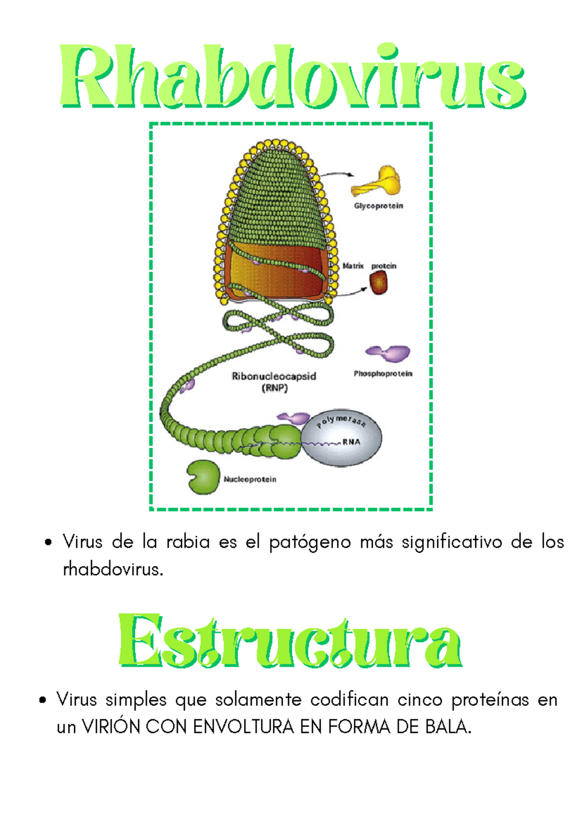 Rhabdovirus - Es una breve descripción de un tipo de virus ...