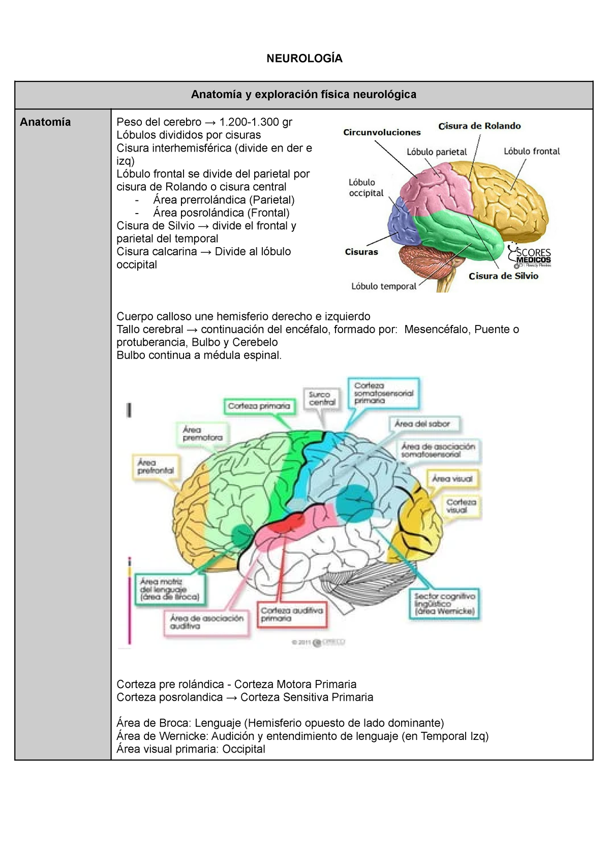 1P Neuro - Resumen Temas Primer Parcial - NEUROLOGÍA Anatomía Y ...