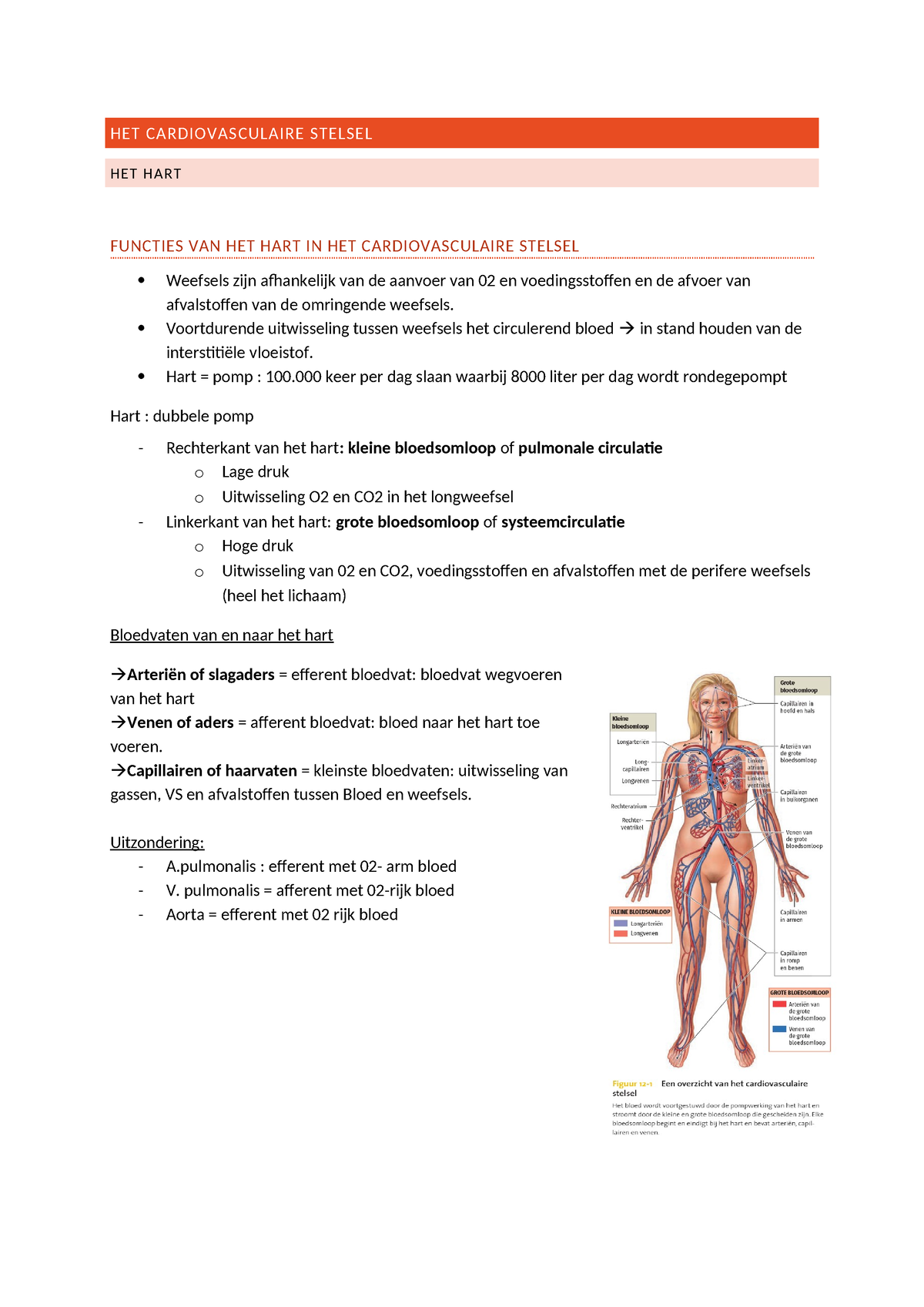 Het Cardiovasculaire Stelsel Samenvatting - HET CARDIOVASCULAIRE ...