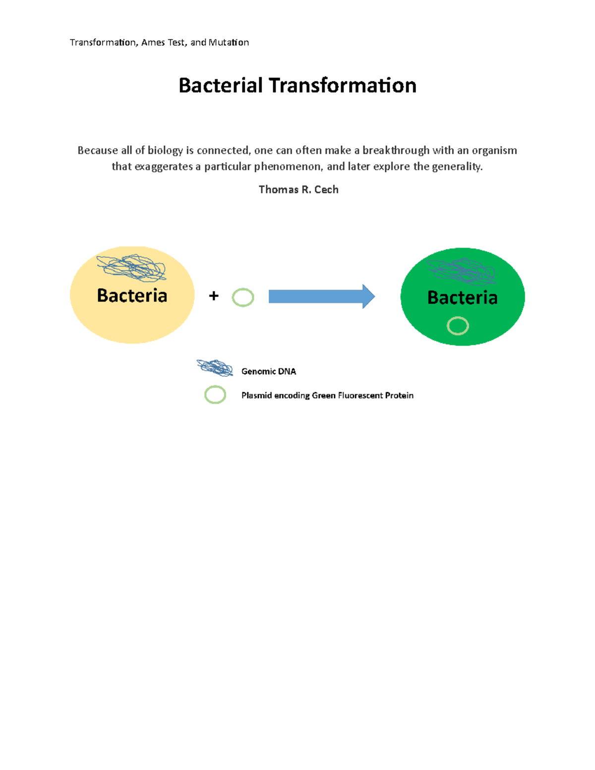 Lab 5 Bacterial Transformation, Ames Test, and Mutation lab Online