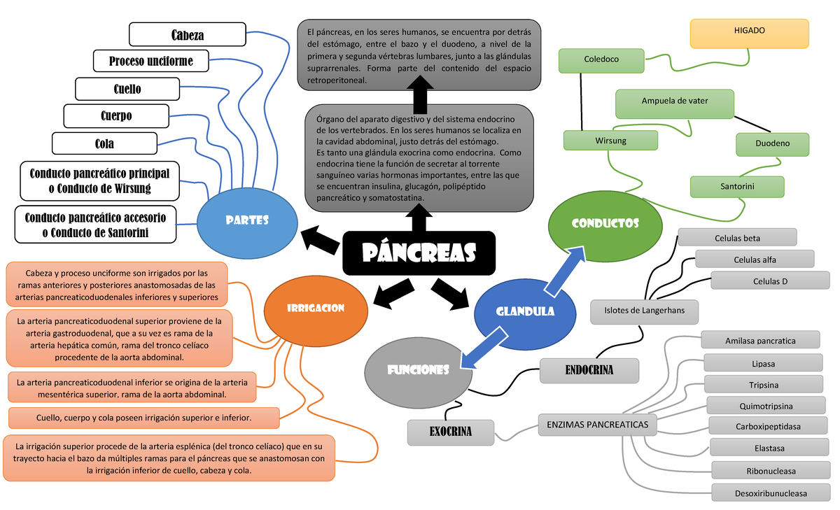 función y ubicación del páncreas