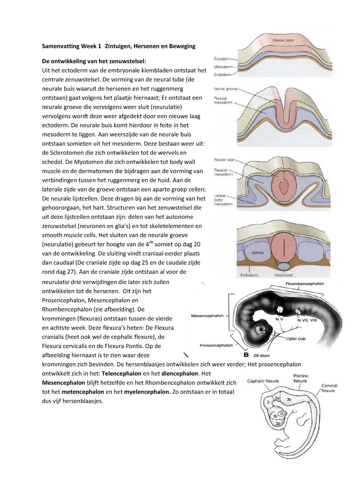 Samenvatting Week 1: Zintuigen, Hersenen En Beweging - Samenvatting ...