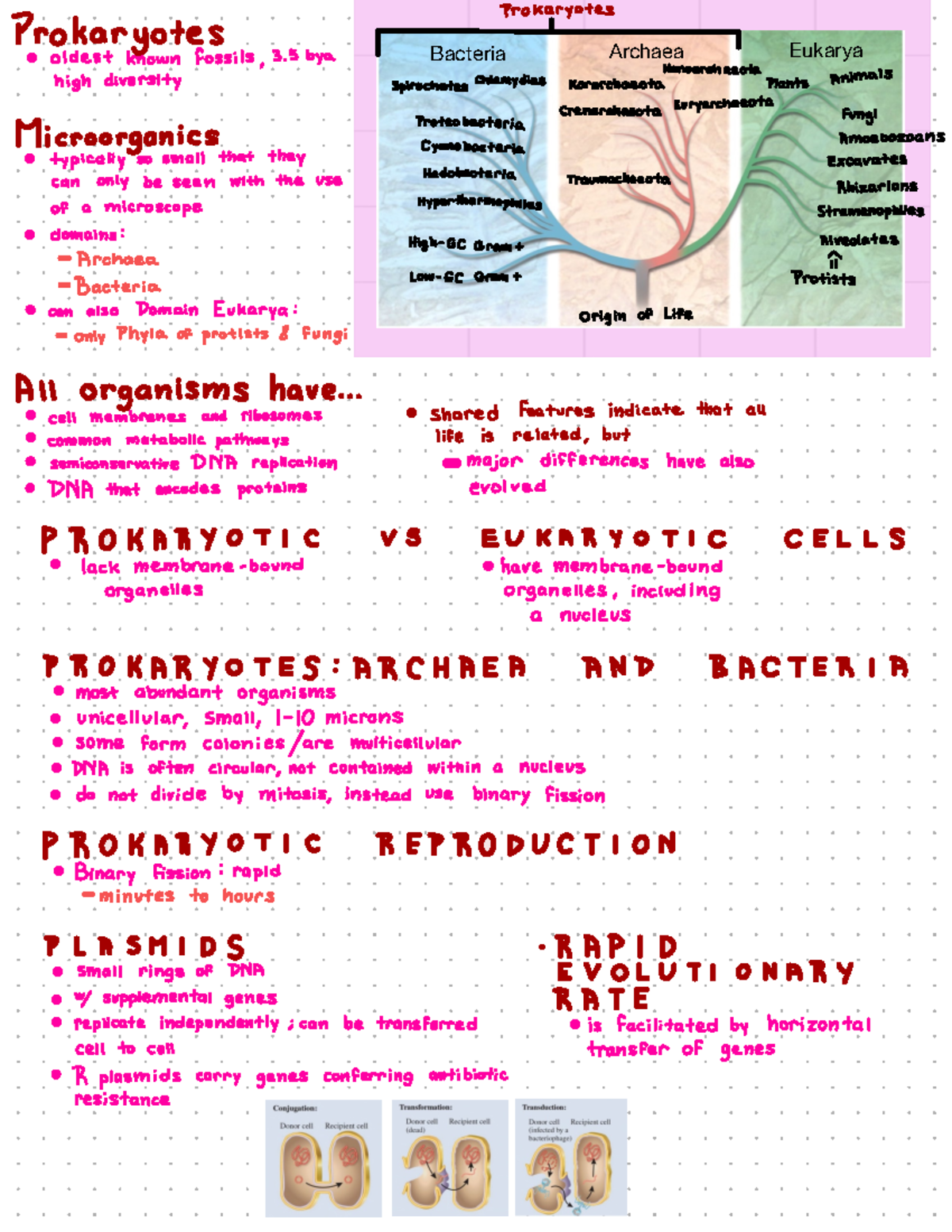 Study Sheet 23A - Lecture Notes for Chapter 23A - Bacteria Archaea ...