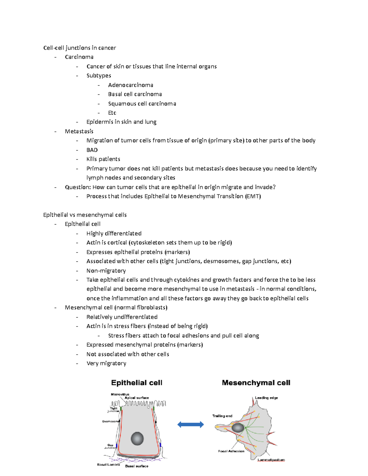 Lesson 7 - epithelial cell properties - Cell-cell junctions in cancer ...