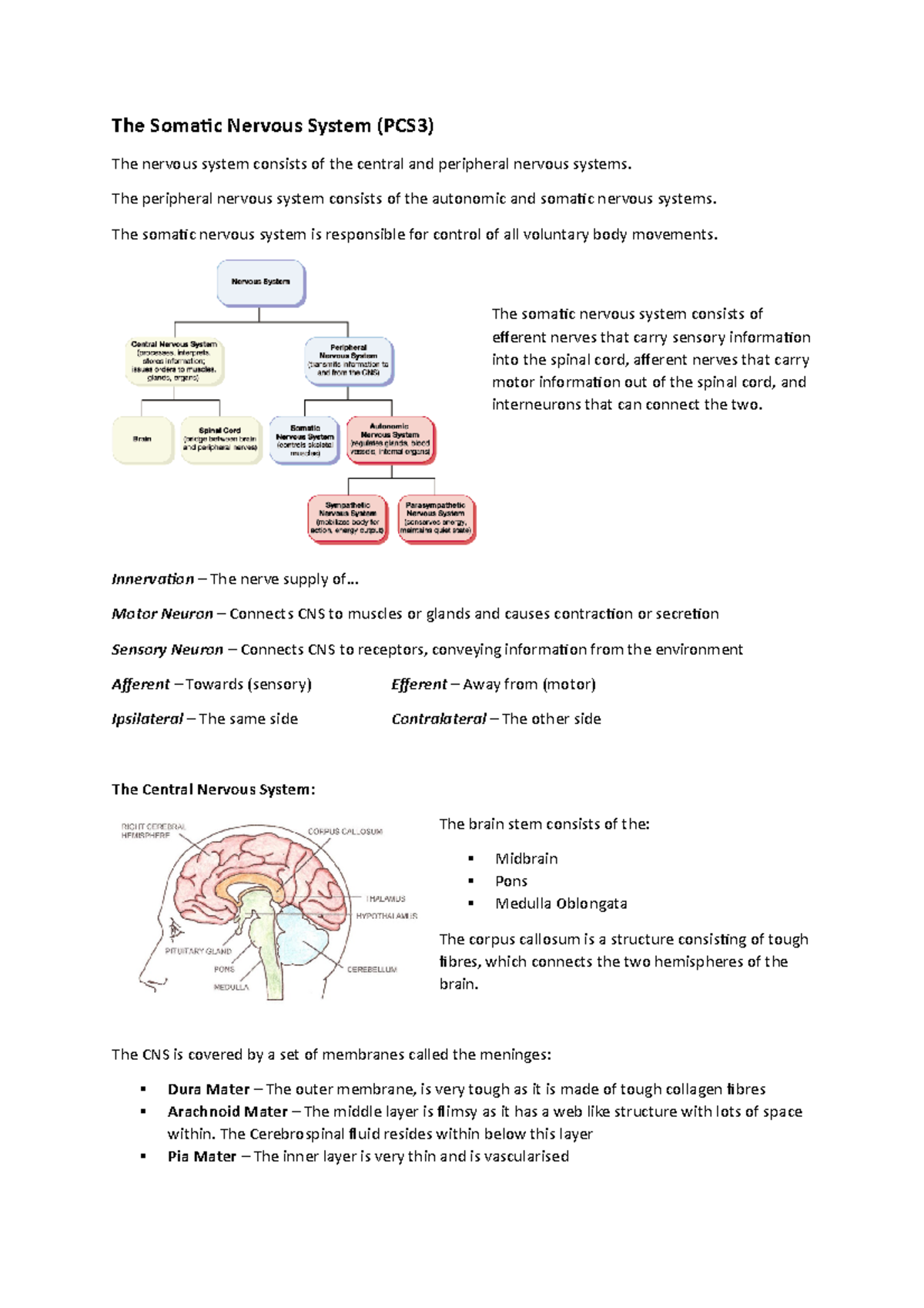 PCS3 Somatic Nervous System - The Somatic Nervous System (PCS3) The ...