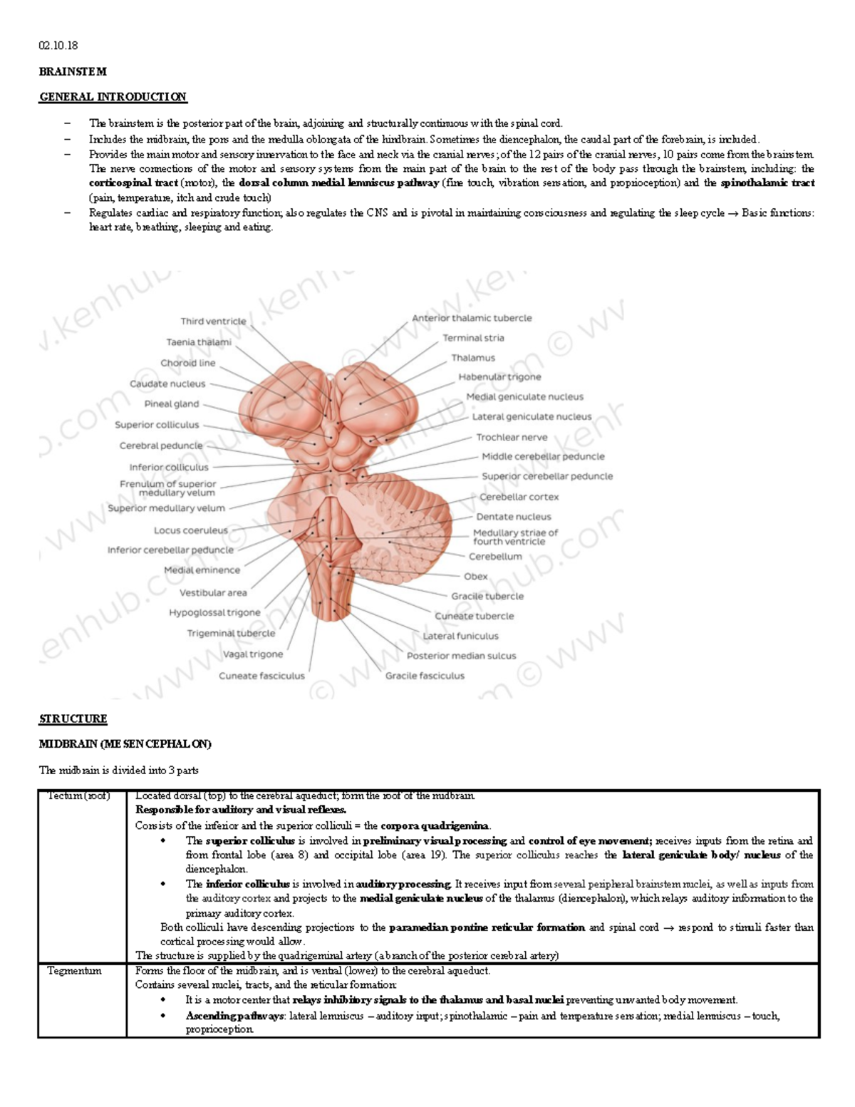 Brainstem-and- Cerebellum - 02. BRAINSTEM GENERAL INTRODUCTION The ...
