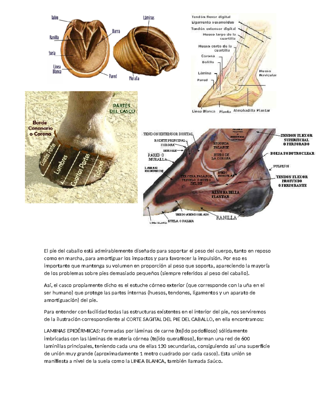 Casco de equino - El pie del caballo está admirablemente diseñado para ...