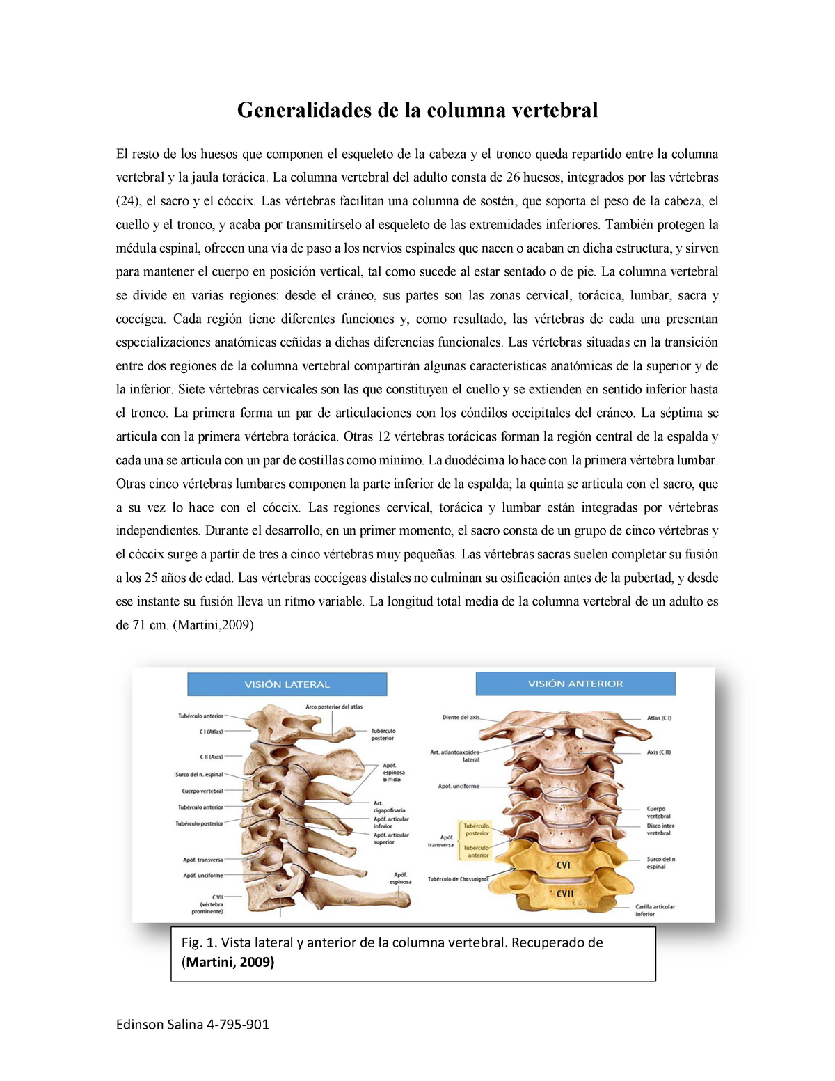 Columna Vertebral Warning Tt Undefined Function Generalidades De La Columna Vertebral El