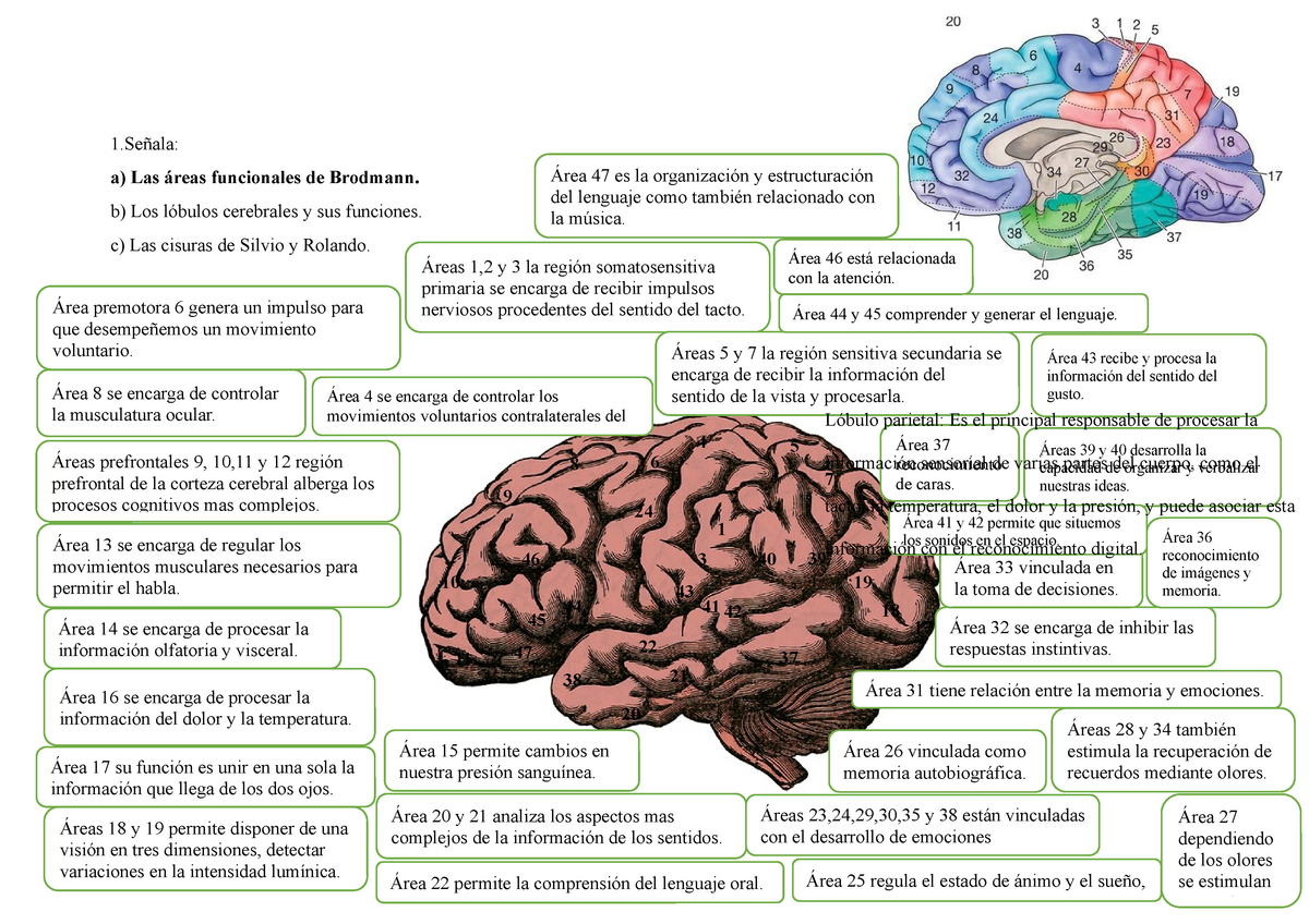 Tarea 1 Del Cuadernillo De Neuropsicologia - 1ñala: A) Las áreas ...